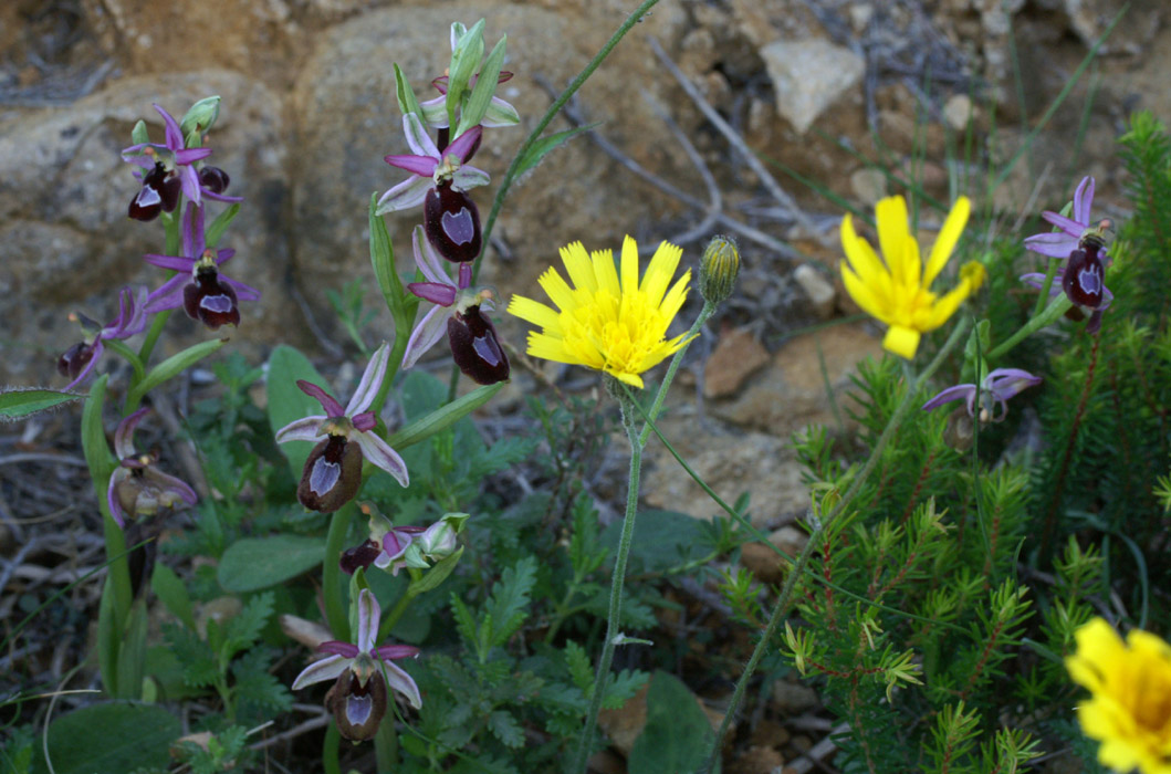 Ophrys aurelia Crêtes La Ciotat 290407 (34)