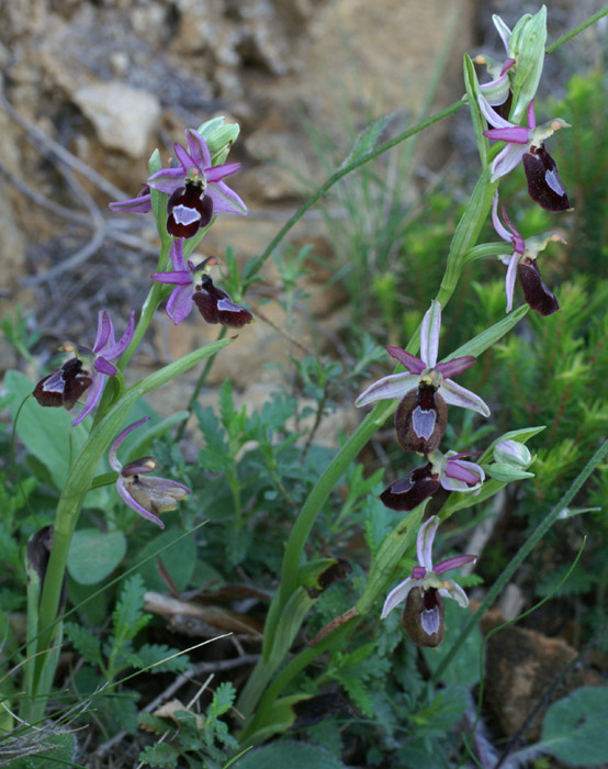 Ophrys aurelia Crêtes La Ciotat 290407 (36)