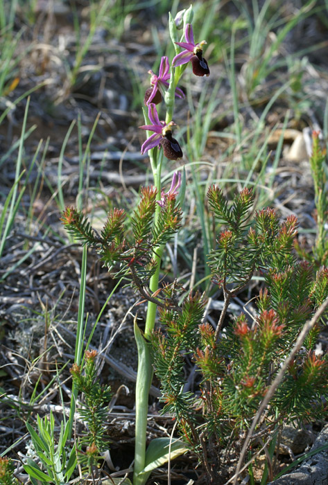 Ophrys aurelia Crêtes La Ciotat 290407 (37)