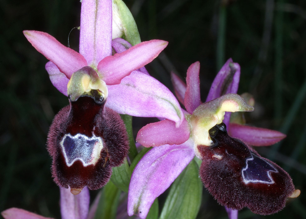 Ophrys aurelia Crêtes La Ciotat 290407 (4)