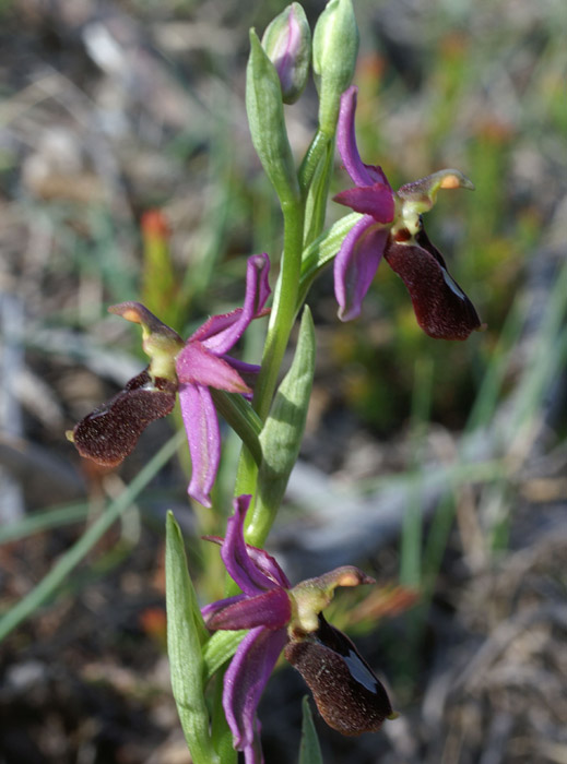 Ophrys aurelia Crêtes La Ciotat 290407 (41)