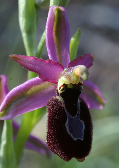 Ophrys aurelia Crêtes La Ciotat 290407 (42)