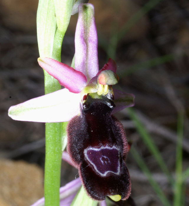 Ophrys aurelia Crêtes La Ciotat 290407 (48)