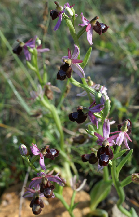 Ophrys aurelia Crêtes La Ciotat 290407 (5)