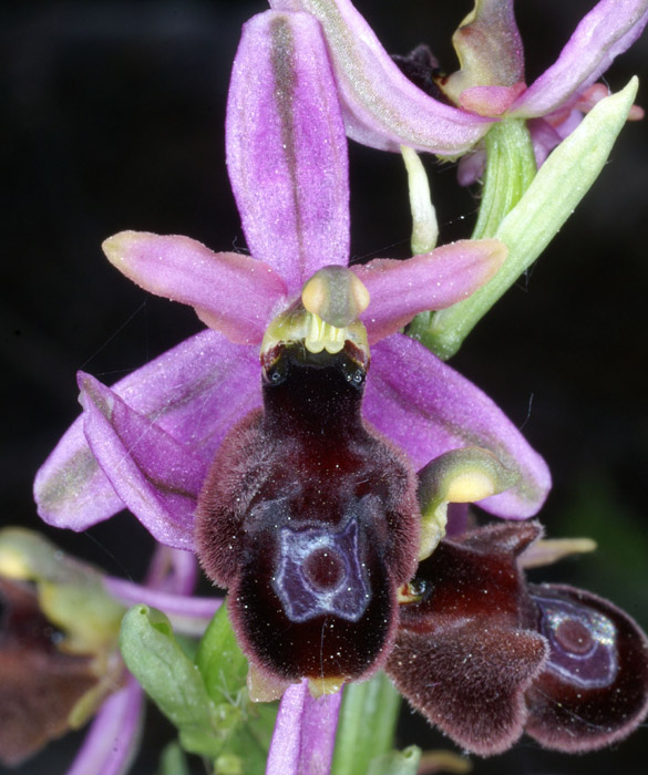 Ophrys aurelia Crêtes La Ciotat 290407 (50)