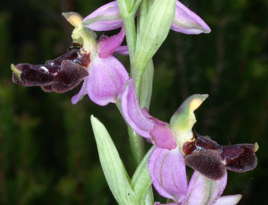 Ophrys aurelia Crêtes La Ciotat 290407 (52)