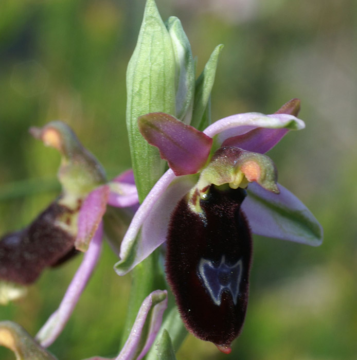 Ophrys aurelia Crêtes La Ciotat 290407 (56)