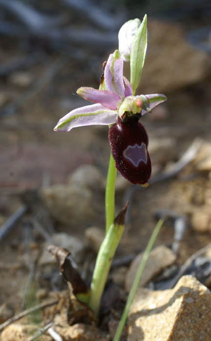 Ophrys aurelia Crêtes La Ciotat 290407 (59)