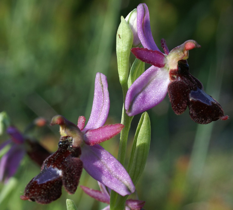 Ophrys aurelia Crêtes La Ciotat 290407 (6)