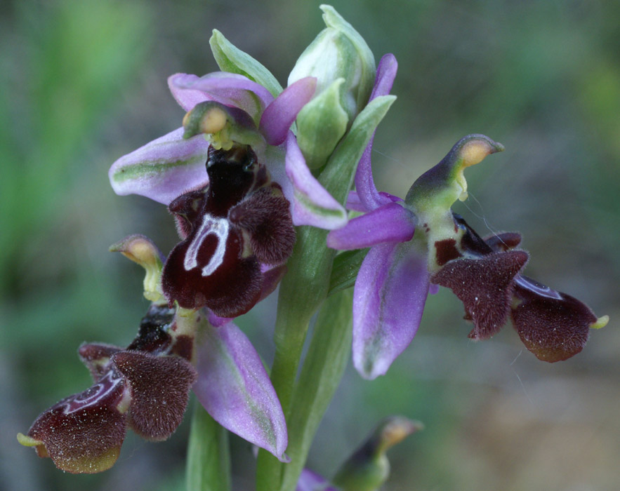 Ophrys aurelia Crêtes La Ciotat 290407 (60)