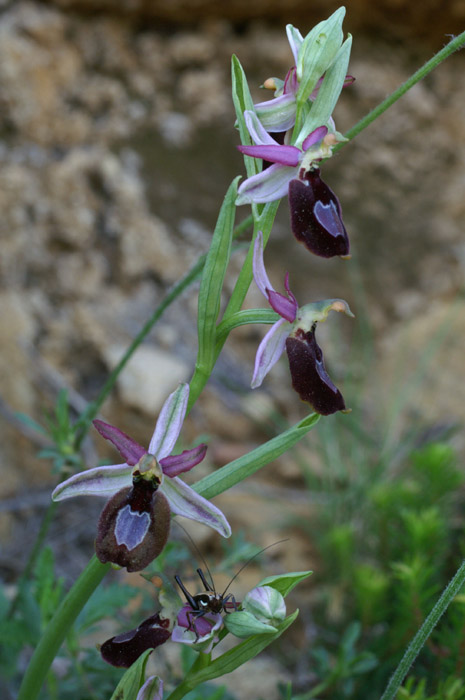 Ophrys aurelia Crêtes La Ciotat 290407 (61)