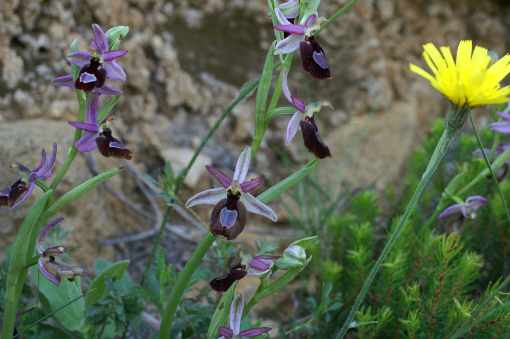 Ophrys aurelia Crêtes La Ciotat 290407 (62)