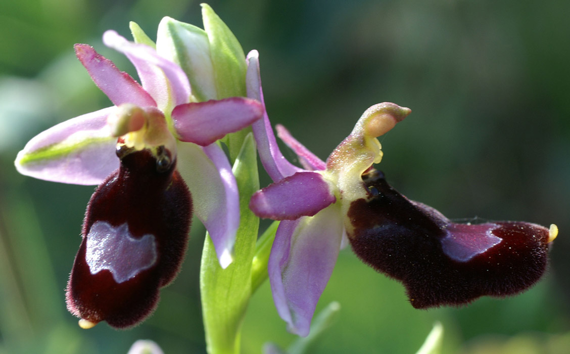 Ophrys aurelia Crêtes La Ciotat 290407 (65)