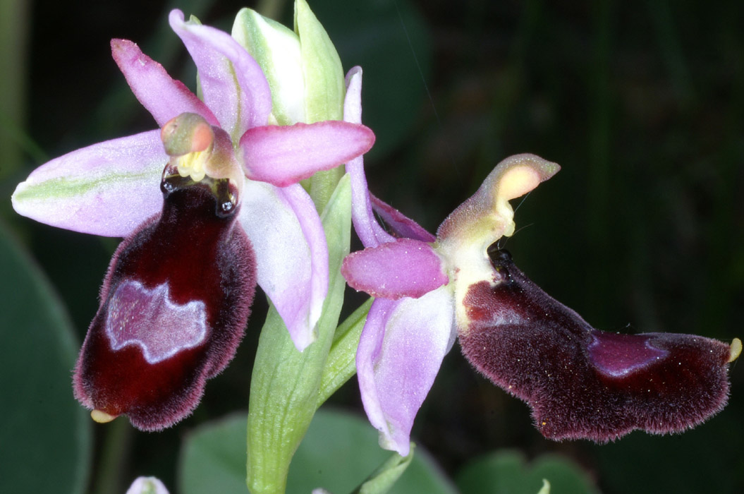 Ophrys aurelia Crêtes La Ciotat 290407 (66)