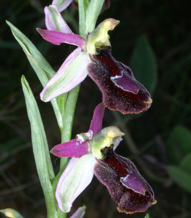 Ophrys aurelia Crêtes La Ciotat 290407 (67)