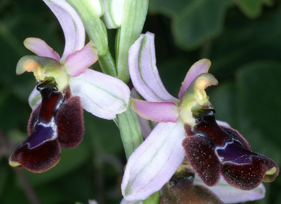 Ophrys aurelia Crêtes La Ciotat 290407 (68)