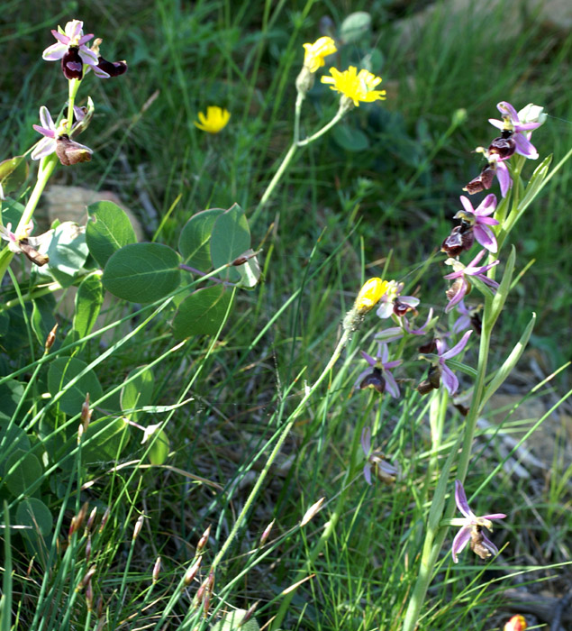 Ophrys aurelia Crêtes La Ciotat 290407 (71)