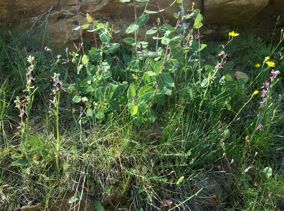 Ophrys aurelia Crêtes La Ciotat 290407 (74)