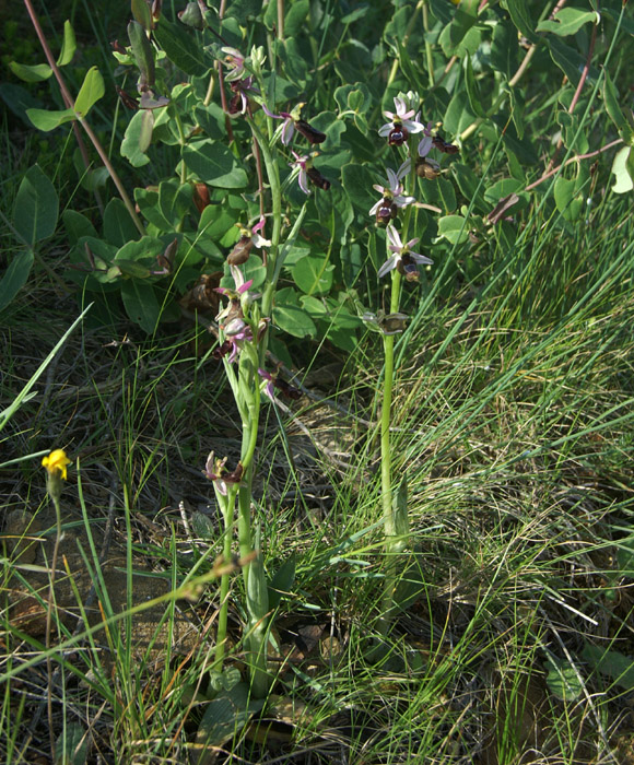 Ophrys aurelia Crêtes La Ciotat 290407 (76)