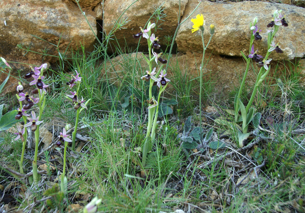 Ophrys aurelia Crêtes La Ciotat 290407 (78)