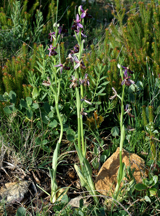 Ophrys aurelia Crêtes La Ciotat 290407 (8)