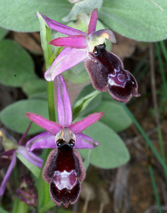 Ophrys aurelia Crêtes La Ciotat 290407 (9)