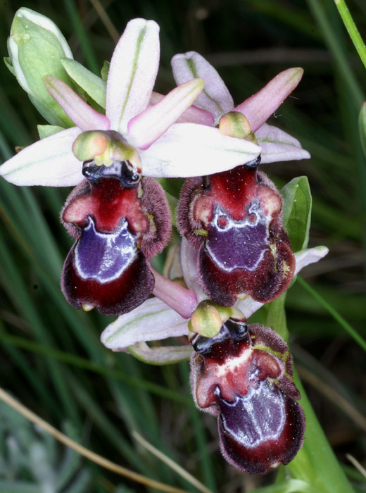 Ophrys aurelia x pseudoscolopax Crêtes La Ciotat 290407 (3)