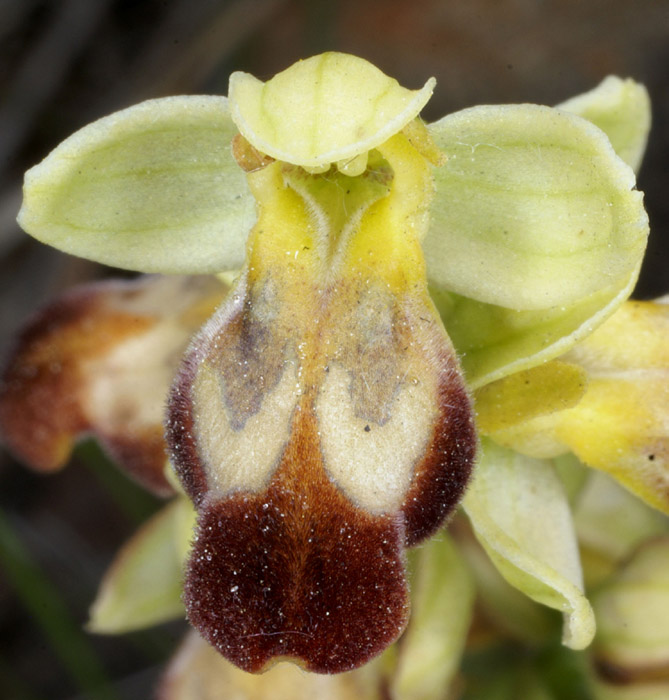 Ophrys lupercalis Crêtes La Ciotat 290407 (152)