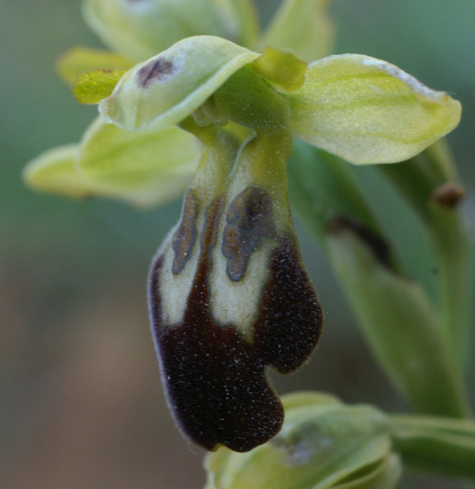 Ophrys lupercalis Crêtes La Ciotat 290407 (3)