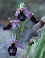 Ophrys aurelia Crêtes La Ciotat 290407 (23)