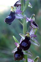 Ophrys aurelia Crêtes La Ciotat 290407 (32)