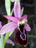 Ophrys aurelia Crêtes La Ciotat 290407 (40)