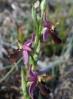 Ophrys aurelia Crêtes La Ciotat 290407 (41)