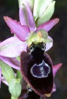 Ophrys aurelia Crêtes La Ciotat 290407 (44)