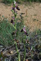 Ophrys aurelia Crêtes La Ciotat 290407 (45)