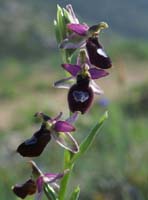 Ophrys aurelia Crêtes La Ciotat 290407 (46)