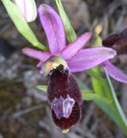 Ophrys aurelia Crêtes La Ciotat 290407 (47)