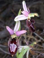 Ophrys aurelia Crêtes La Ciotat 290407 (49)