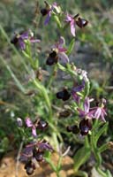 Ophrys aurelia Crêtes La Ciotat 290407 (5)