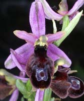 Ophrys aurelia Crêtes La Ciotat 290407 (50)