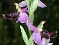 Ophrys aurelia Crêtes La Ciotat 290407 (52)