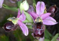 Ophrys aurelia Crêtes La Ciotat 290407 (53)