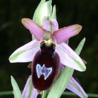 Ophrys aurelia Crêtes La Ciotat 290407 (54)