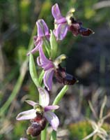 Ophrys aurelia Crêtes La Ciotat 290407 (55)