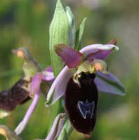 Ophrys aurelia Crêtes La Ciotat 290407 (56)