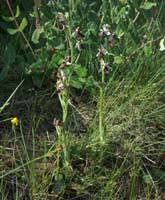 Ophrys aurelia Crêtes La Ciotat 290407 (76)