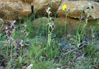 Ophrys aurelia Crêtes La Ciotat 290407 (78)