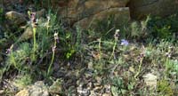 Ophrys aurelia Crêtes La Ciotat 290407 (79)