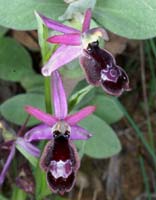 Ophrys aurelia Crêtes La Ciotat 290407 (9)