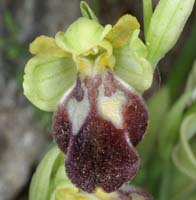 Ophrys lupercalis Crêtes La Ciotat 290407 (153)